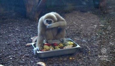 Dzieci przygotowały posiłki dla małp w zoo