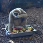 Dzieci przygotowały posiłki dla małp w zoo
