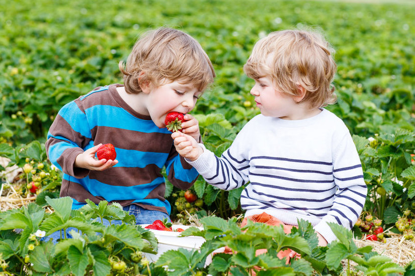 Dzieci uwielbiają truskawki! /123RF/PICSEL