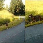 Dzieci zaatakowane przez wilka wyszły ze szpitala. W Bieszczady przyjechały na wakacje 