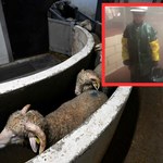 Dzieci zmuszane do pracy w rzeźni. Wstrząsające zdjęcia