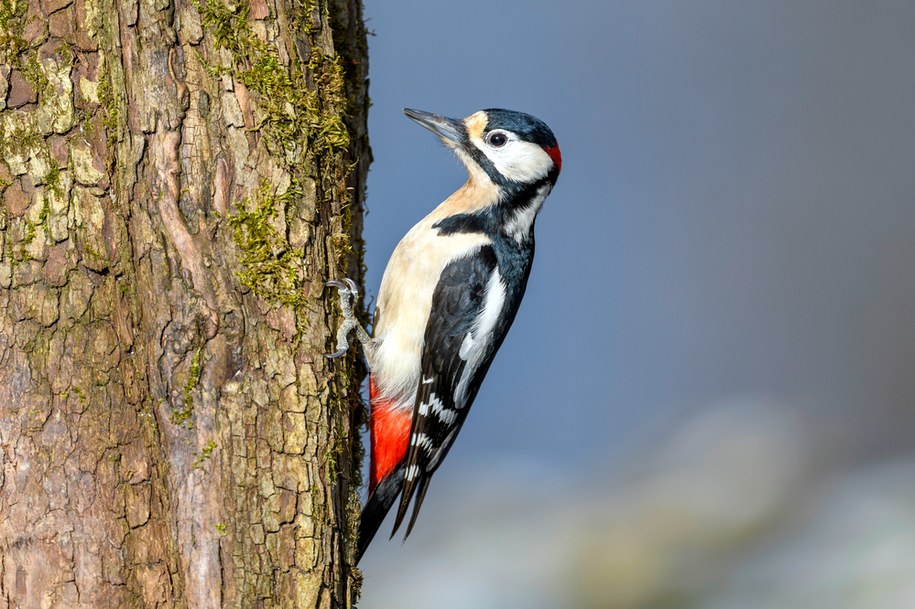 Dzięcioł średni /Shutterstock