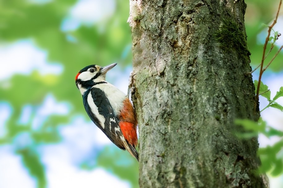 Dzięcioł /Shutterstock