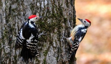 Dzięcioły zachowują się jak gwiazdy tenisa. Przedziwna sprawa. Po co im to?
