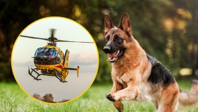 Dziecko pogryzione przez owczarka – dramatyczne sceny w Małopolsce