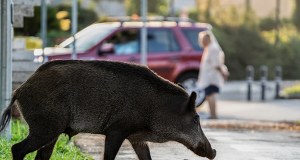 Dziecko trafiło do szpitala po incydencie z dzikiem w Krakowie. Nowe informacje
