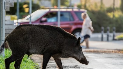Dziecko trafiło do szpitala po incydencie z dzikiem w Krakowie. Nowe informacje