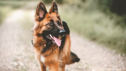 Dziecko weszło na posesję sąsiada. 8-latek dotkliwie pogryziony przez psa