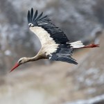 Dzieje się coś dziwnego. Przylatują i odlatują inaczej niż kiedyś