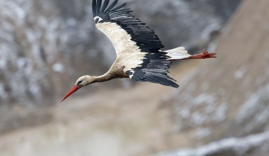 Dzieje się coś dziwnego. Przylatują i odlatują inaczej niż kiedyś