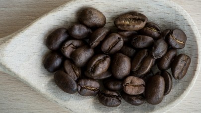 Dzięki bitwie pod Wiedniem pijemy dziś kawę. Ziarna znaleziono w tureckim obozie