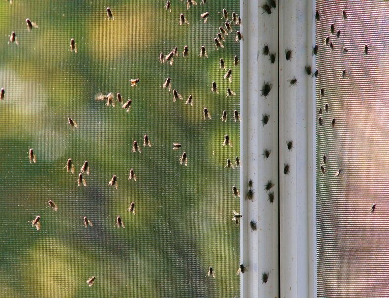 Dzięki moskitierze owady pozostaną na zewnątrz! /123RF/PICSEL