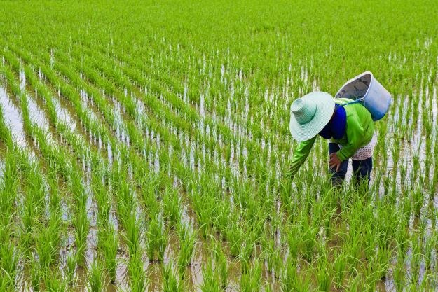 Dzięki nowo odkrytemu genowi możliwa będzie uprawa ryżu w suchym klimacie? /123RF/PICSEL