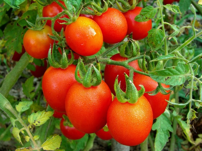 Dzięki pomidorom możesz mieć mniejsze zmarszczki /123RF/PICSEL