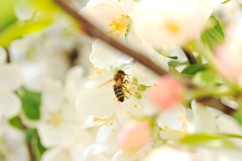 Dzięki pszczołom możemy produkować żywność. /123RF/Picsel, 123RF/Picsel /INTERIA.PL