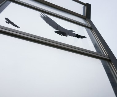 Dzięki specjalnej folii mniej kolizji ptaków 