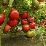 Dzięki temu pomidory dojrzeją szybciej. Zbierzesz plony wcześniej, niż sąsiedzi