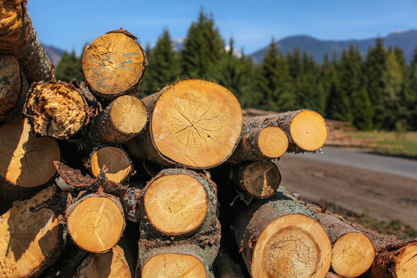 Dzięki wykorzystaniu drewna udział OZE w 2020 roku przekroczył 16%. /123RF/PICSEL