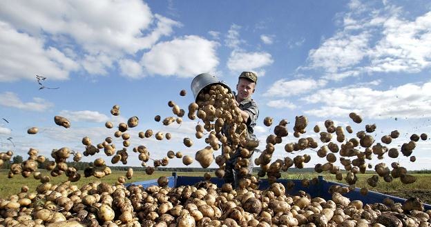 Dzięki wysokim plonom i zbiorom ziemniaków w Polsce, ma miejsce silny spadek cen /AFP