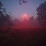 Dzielnica czerwonych latarni… dla dobra nietoperzy