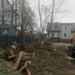 Dzielnica wycina kolejne drzewa. Pomimo zarządzenia prezydenta Warszawy
