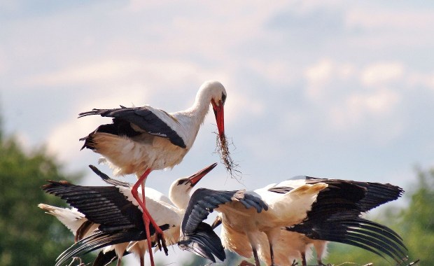 Dzień bociana białego w Żywkowie. "Smutno nam się robi, gdy odlatują"