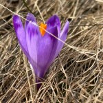 Dzień dobry, wiosno. Na Kalatówkach pojawiły się pierwsze krokusy