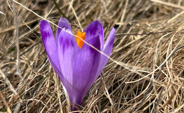 Dzień dobry, wiosno. Na Kalatówkach pojawiły się pierwsze krokusy