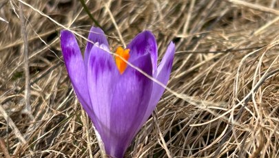 Dzień dobry, wiosno. Na Kalatówkach pojawiły się pierwsze krokusy