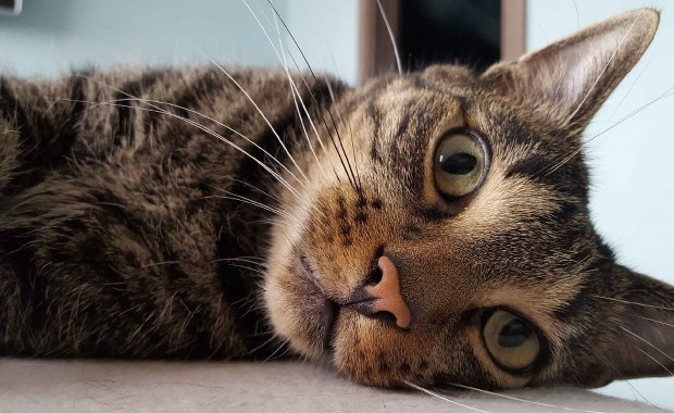 Dzień Kota 2022. Zwierzęta w schronisku w Gliwicach czekają na nowy dom