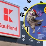 legowisko Dzień Kota już jutro. W Kauflandzie ruszyła promocja na akcesoria