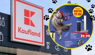 Dzień Kota już jutro. W Kauflandzie ruszyła promocja na akcesoria
