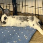 Dzień Królika w Uszatej Przystani