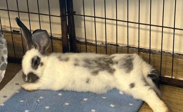 Dzień Królika w Uszatej Przystani