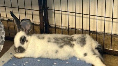 Dzień Królika w Uszatej Przystani