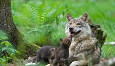 Dzień Matki. Oto najlepsze mamy wśród zwierząt