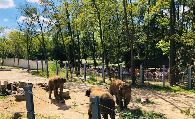 Dzień słonia w łódzkim Orientarium