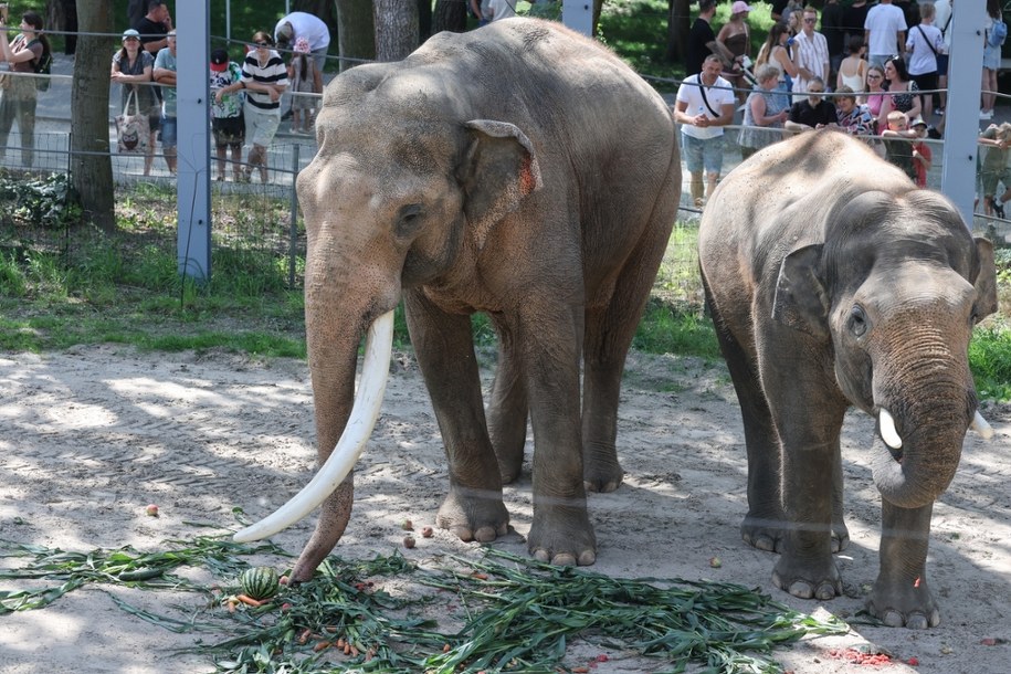 Dzień słonia w łódzkim zoo /Marian Zubrzycki /PAP