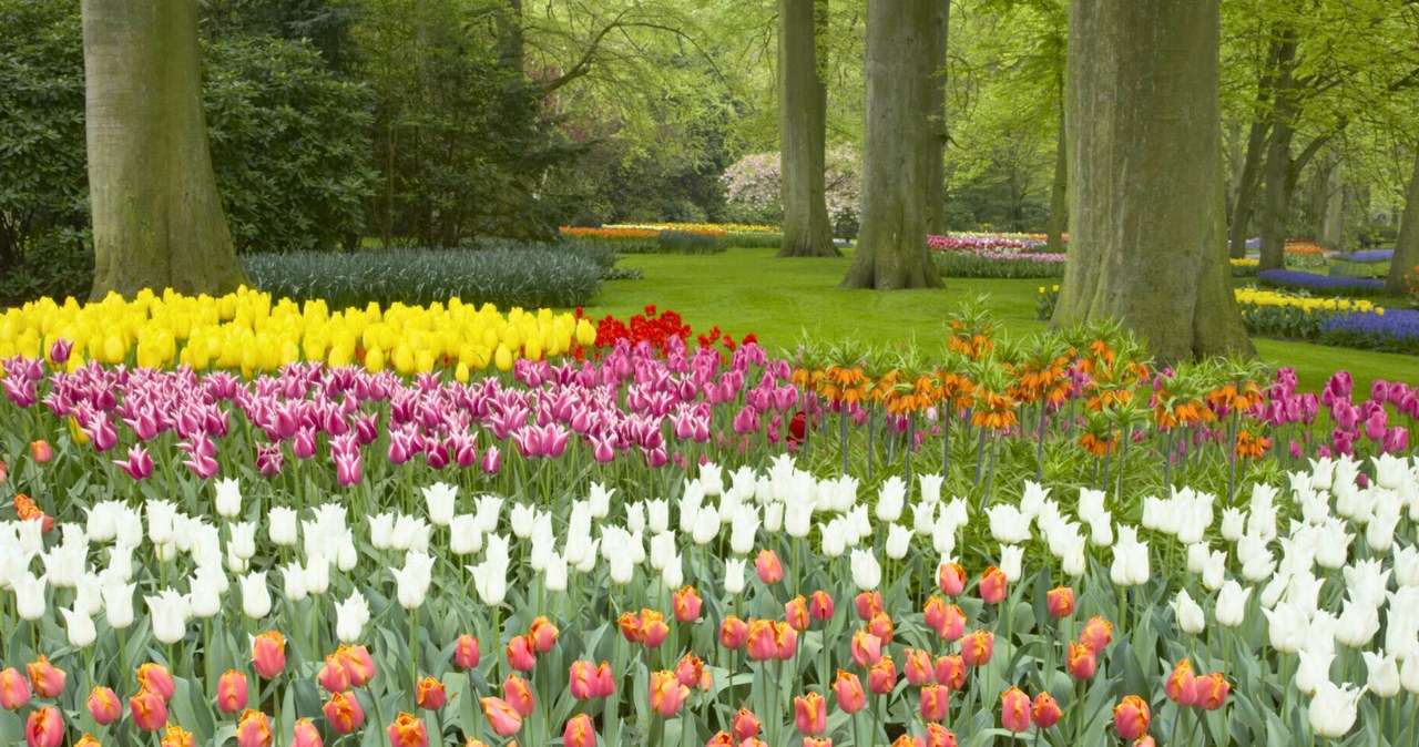 Dzień tulipana 2026 - wyjątkowe święto kwiatów /Bill Coster / ardea.com/EAST NEWS /East News