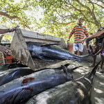 Dziesiątki martwych delfinów wyrzucone na brzeg. Mieszkańcy Mauritiusu żądają śledztwa