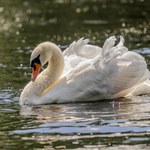 Dziesiątki martwych łabędzi. Zakaz wstępu w rejon zbiornika Racibórz Dolny