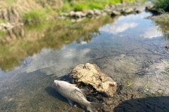 Dziesiątki martwych ryb na małopolskim odcinku Wisły