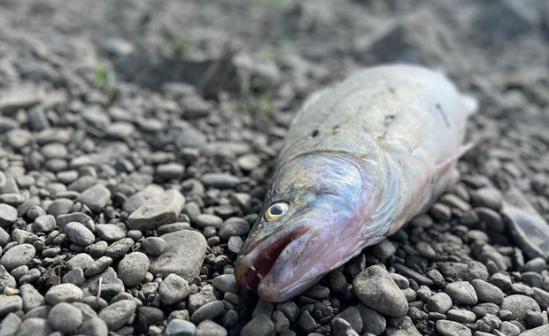 Dziesiątki martwych ryb na małopolskim odcinku Wisły