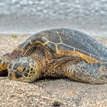 Dziesiątki martwych żółwi na plażach Florydy