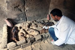 Dziesiątki mumii kotów odkryto w Egipcie