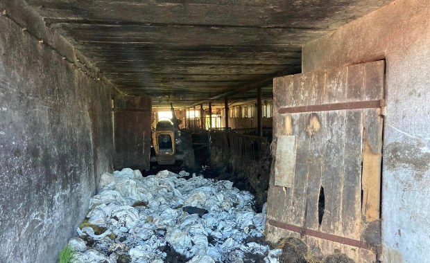 Dziesięć padłych krów, 7 w ciężkim stanie. 31-letni rolnik zagłodził zwierzęta