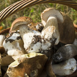 Dziesięć zasad grzybiarza. Leśnicy obalają niebezpieczny mit 