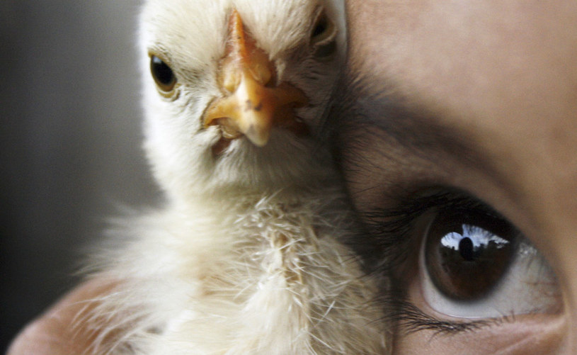 Dziewczynka miała wyrosnąć w kurniku i zachowywać się jak kura (Zdjęcie ilustracyjne) /Getty Images