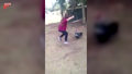 Dziewczynka próbowała zagonić koguta do kurnika
