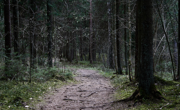 Dziewczynkę znaleziono po dwóch dniach w lesie. Szczęśliwy finał poszukiwań 8-letniej Julii